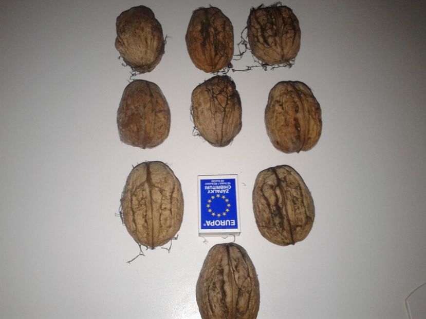 12109852_901355363274492_4121696967373221887_o - Nuci Gigant