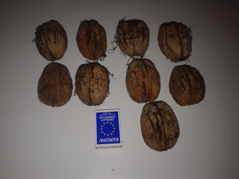 12140913_901355393274489_9135946245067094676_o - Nuci Gigant