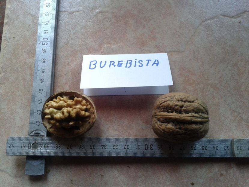 12487073_947702338639794_2984183763614114494_o - Nuci Gigant