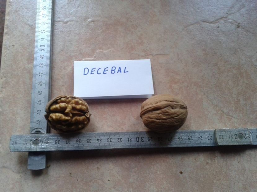 12496049_947702095306485_8388033764810423521_o - Nuci Gigant