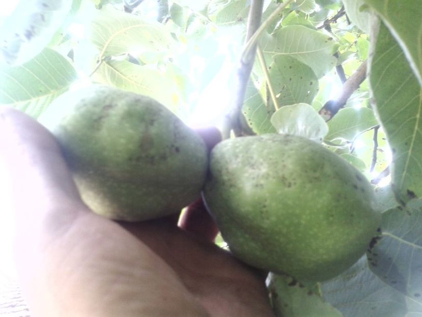 13958229_1073924046017622_4186953012867573099_o - Nuci Gigant