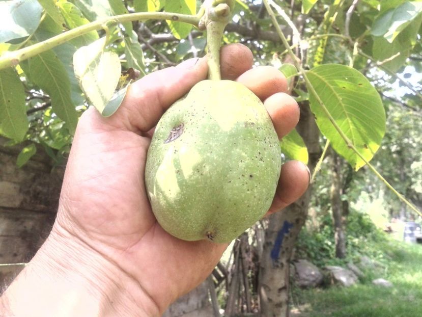 13958285_1073924352684258_6635489428697476280_o - Nuci Gigant