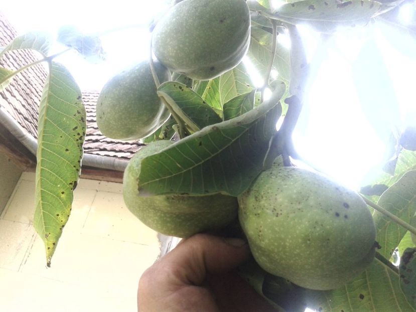 13975514_1073924532684240_5385911108427395593_o - Nuci Gigant