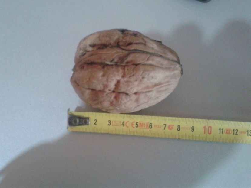 14125510_1094963747246985_1900340165932371428_o - Nuci Gigant