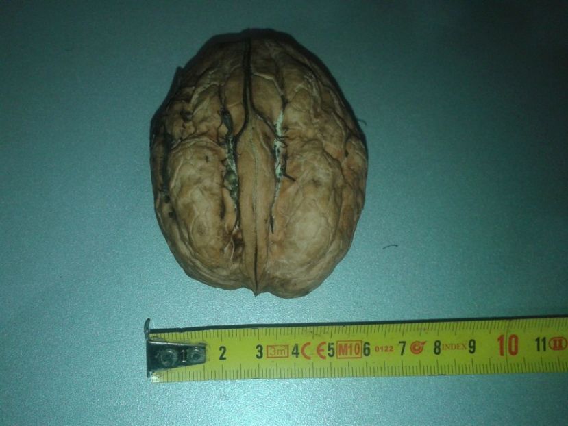 14138124_1094964183913608_8968681973024010162_o - Nuci Gigant