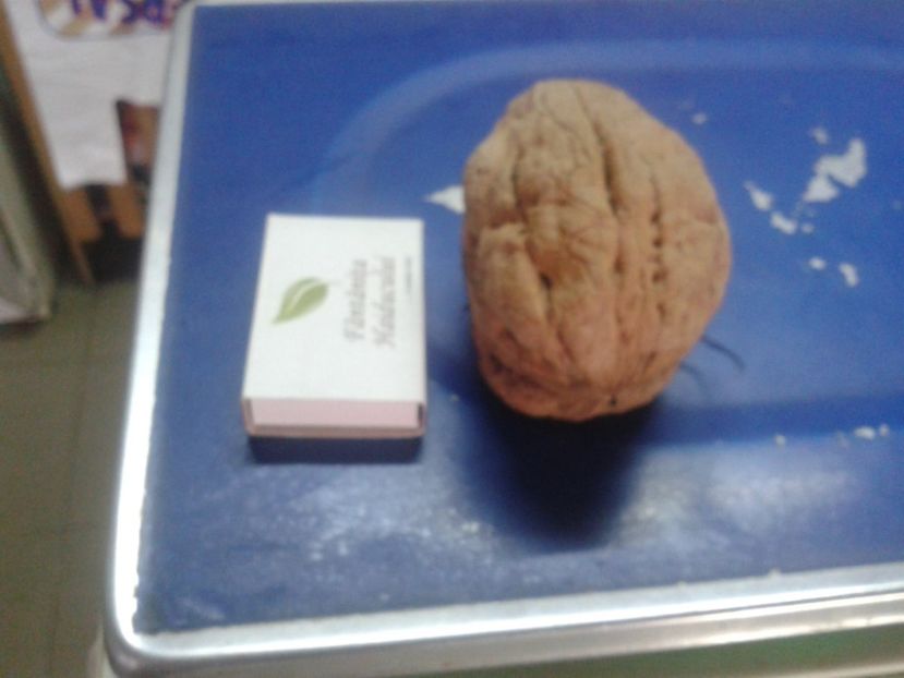 14138253_1094962477247112_3206222584139925577_o - Nuci Gigant