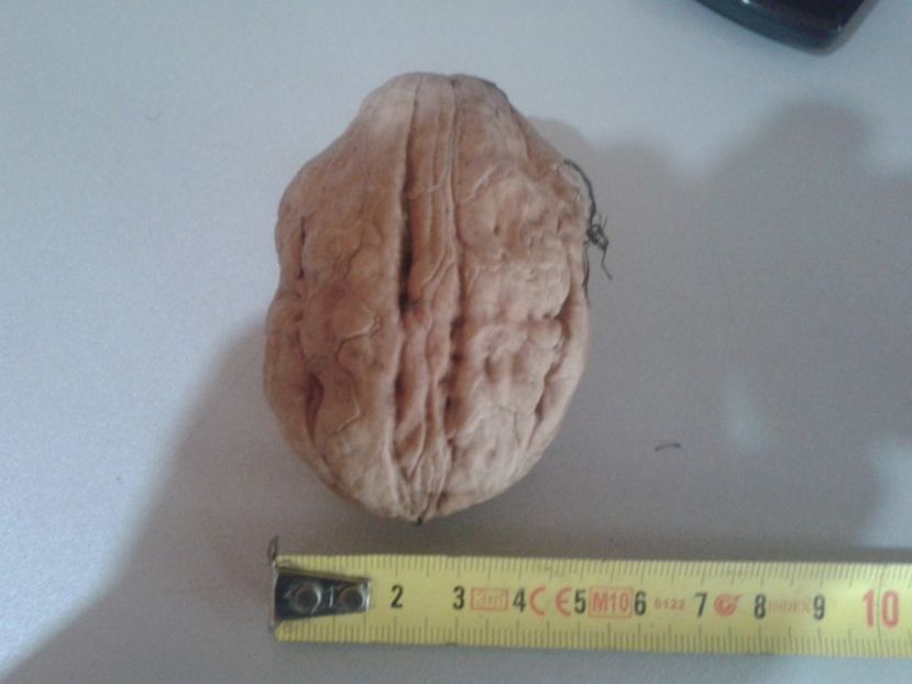 14188223_1094964117246948_7374483806231376409_o - Nuci Gigant