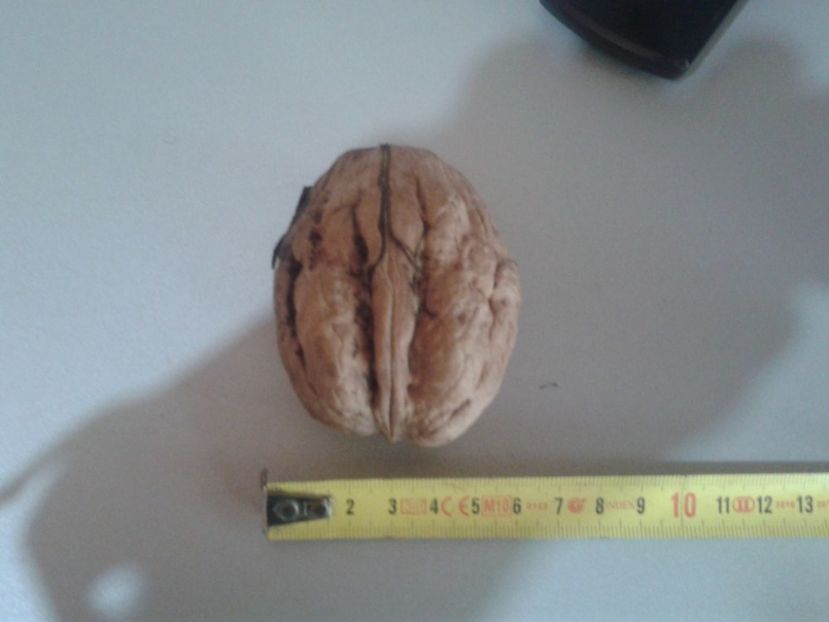 14241485_1094964213913605_3025430664306024109_o - Nuci Gigant