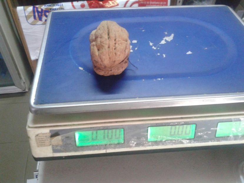 14241634_1094962503913776_1420380459776824986_o - Nuci Gigant