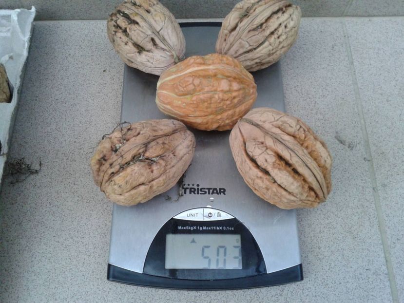 14424847_1117994168277276_99294070834527370_o - Nuci Gigant