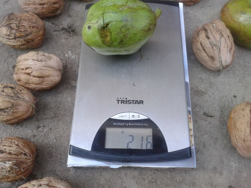 14444855_1117993878277305_1574093499555860091_o - Nuci Gigant