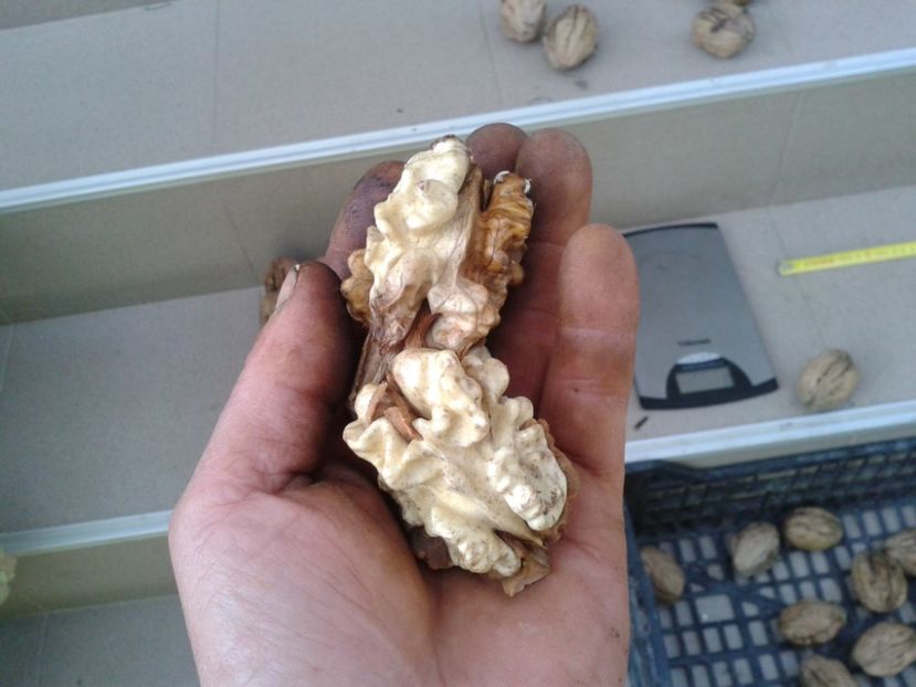 14468300_1117994371610589_6998086741819519280_o - Nuci Gigant