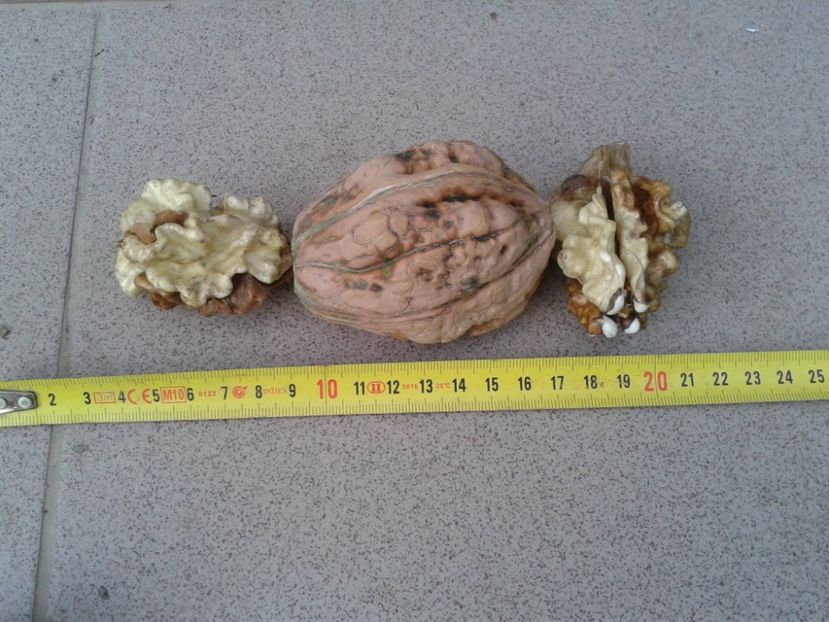 14500614_1117994434943916_5538585919267925477_o (1) - Nuci Gigant