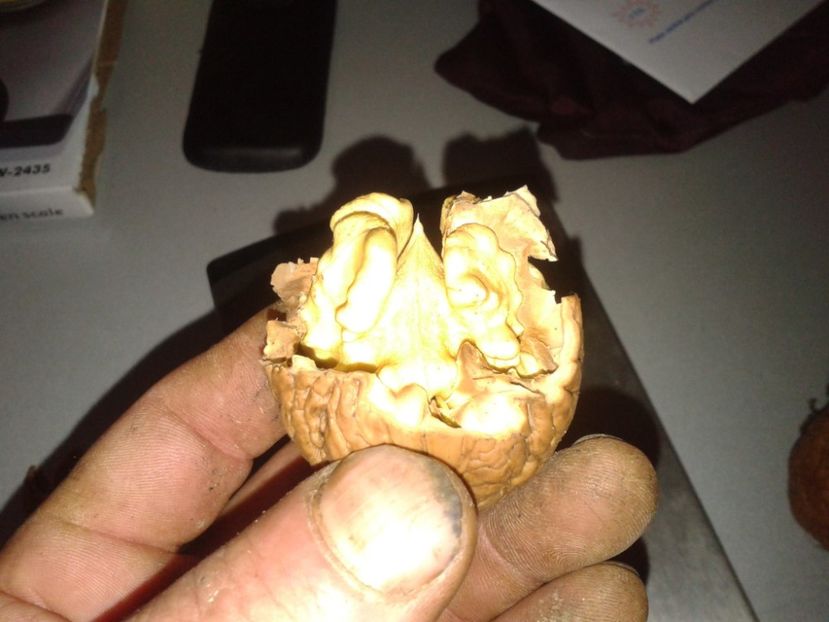 14712608_1131483900261636_5072812372285562889_o (1) - Nuci Gigant