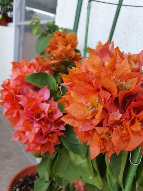  - bouga Mahara Orange