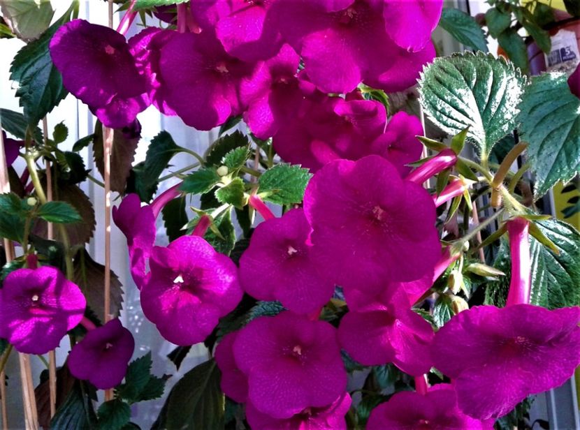 20191019_095342-1 - achimenes Jennifer Goode 09 10 2019