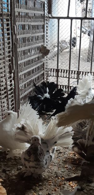  - Voltati indieni 2019