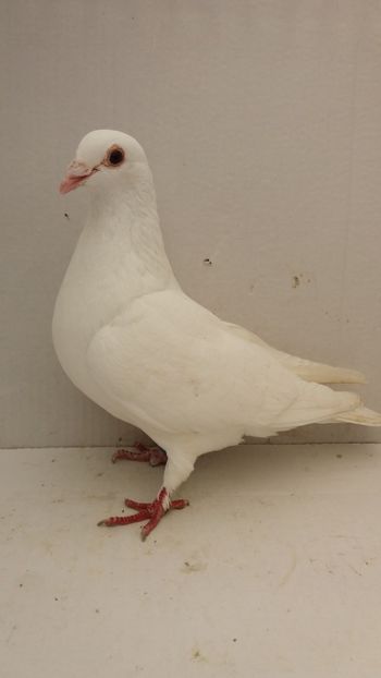 F 2014 vanduta - De! voiajori vanduti