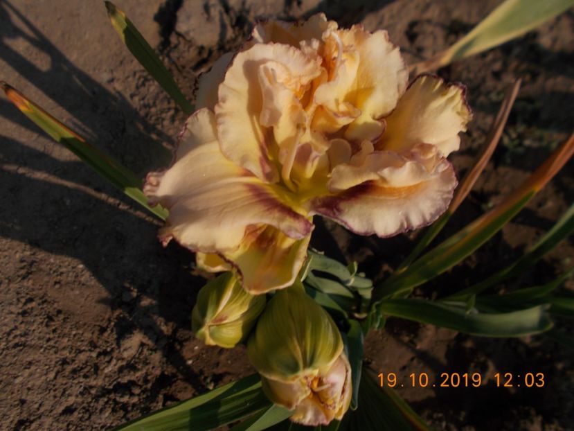  - HEMEROCALLISI 2019-noutati si remnontantii din acest an
