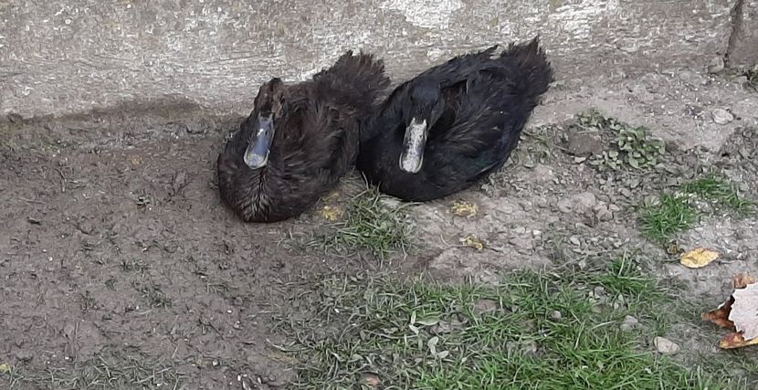 Cayuga - Rațe Cayuga - Aylesbury