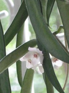 hoya floare sheperdii - hoya