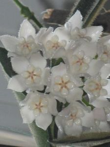 floare hoya thomsonii - hoya