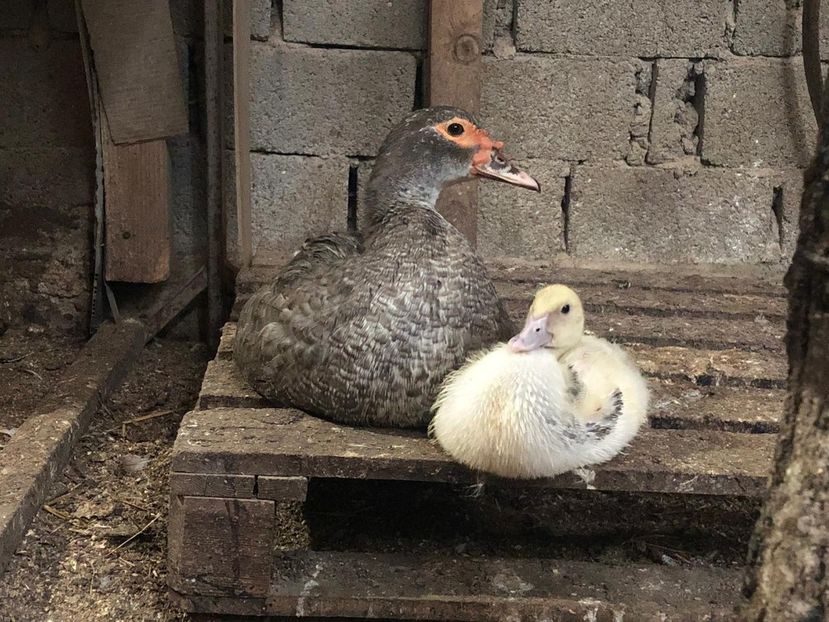 Mama și fiu - Bomboane asortate 2019