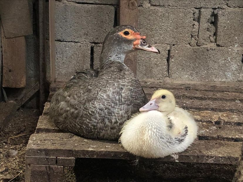 Dark ripple  &  ripple - Bomboane asortate 2019