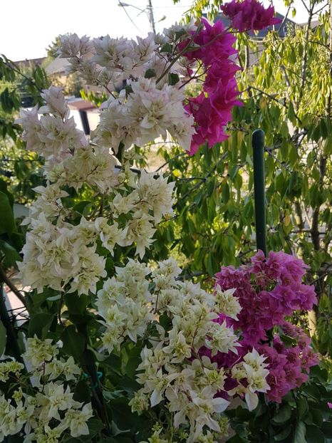  - Bouga Limberlost beauty