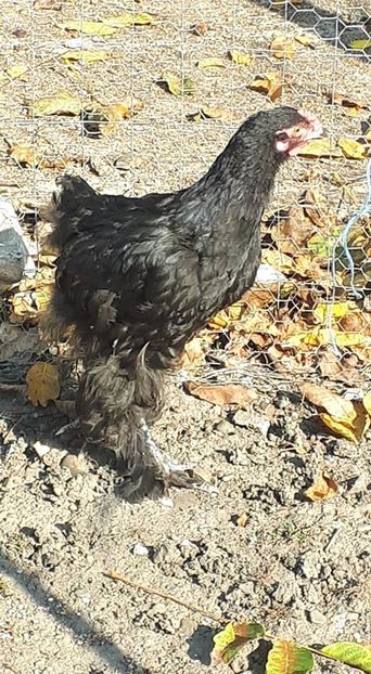  - Gaini cochinchina negru