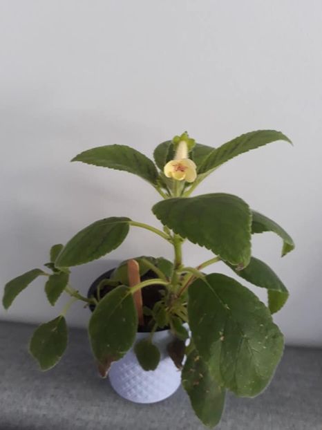 Susan the Cat1 - Gesneria