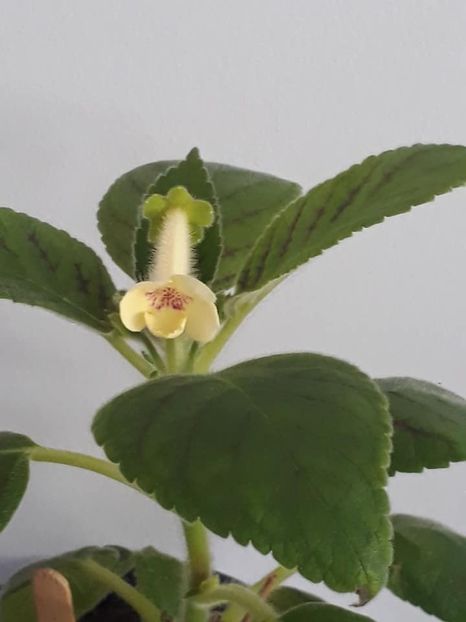 Susan the Cat2 - Gesneria