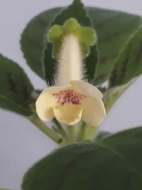 Susan the Cat3 - Gesneria