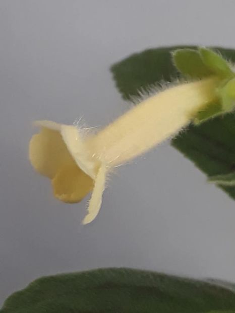 Susan the Cat4 - Gesneria