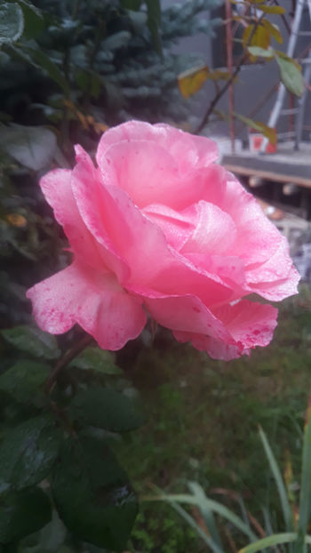  - Gradina si trandafirii 2019-toamna