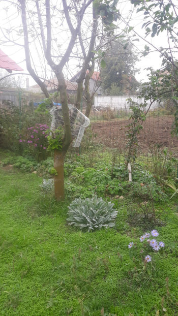  - Gradina si trandafirii 2019-toamna