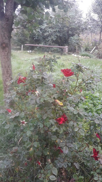  - Gradina si trandafirii 2019-toamna