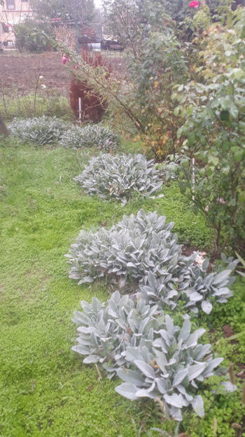  - Gradina si trandafirii 2019-toamna