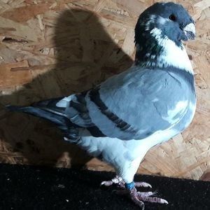  - 3---AGH DAȚI 2019 - 2025