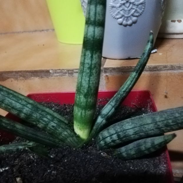  - 2019- Sansevieria