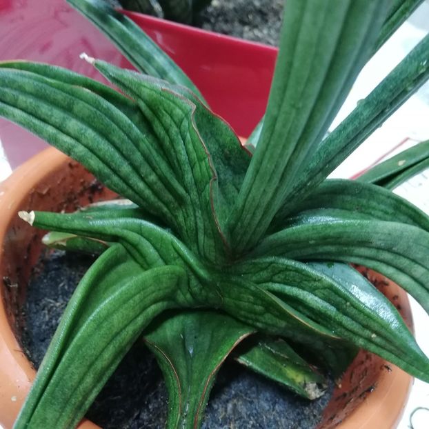  - 2019- Sansevieria