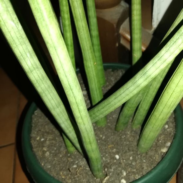  - 2019- Sansevieria