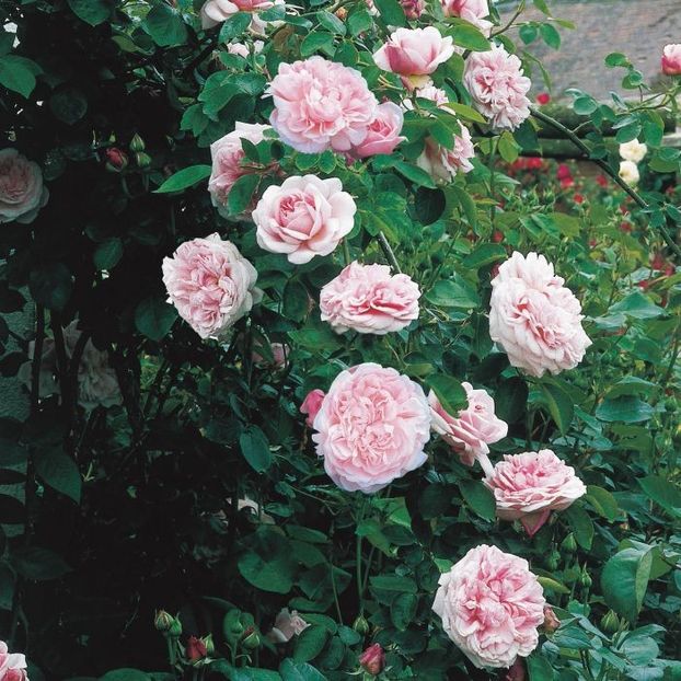 St_Swithun_Clg_3_2 - floralia