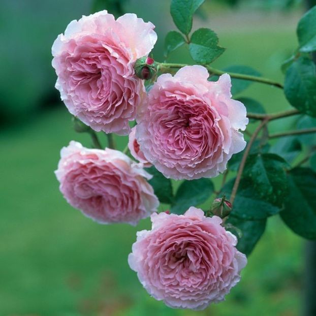 James_Galway_Clg_3_2 - floralia