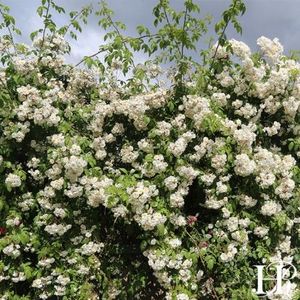 darlow_s-enigma-2 - floralia