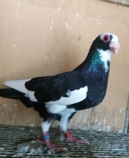 20191019_113000-1 - BERBERI INDIAN