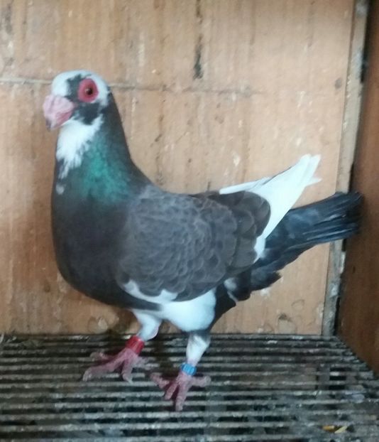 20191019_112443-1 - BERBERI INDIAN