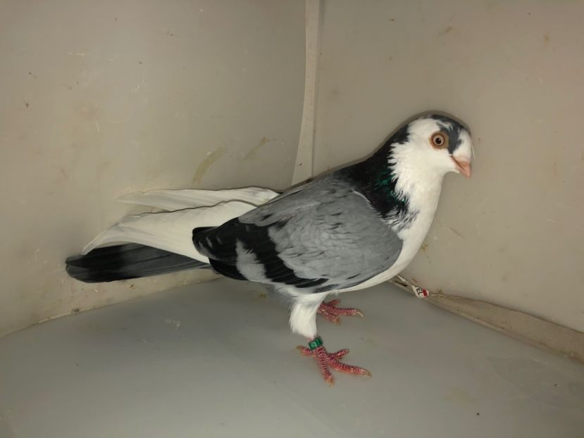 6912  femelă  2019 - Plecați ALBUM 3