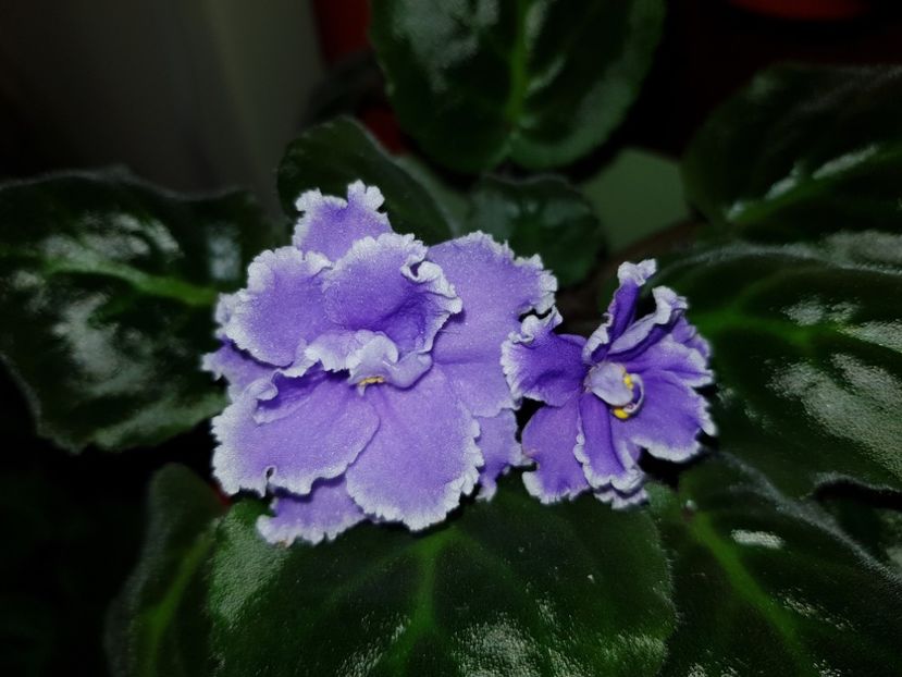 09.07.2019 - LE Legkaya Grust