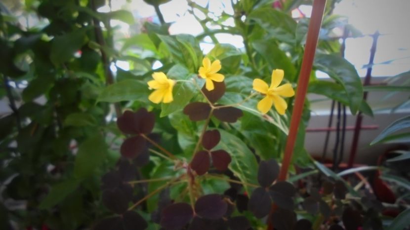 Multumiri,M! - Stelute